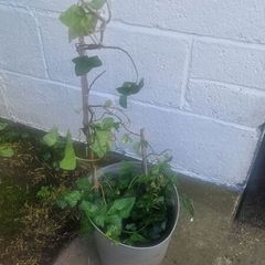 ivy flowers