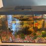 Fish tank / Aquarium with 5 fishes Image 2