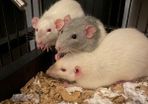 pet baby rats