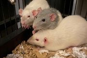 pet baby rats