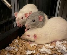 pet baby rats