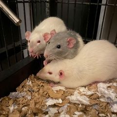 pet baby rats