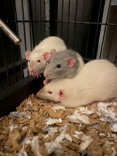 pet baby rats