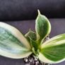 Sansevieria Image 3