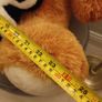 Teddy Bear Large Size Image 5