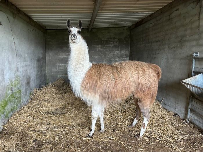 Pair Of Llamas