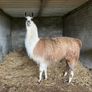 Pair Of Llamas Image 2