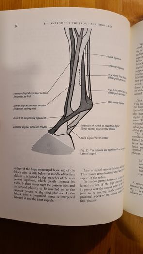 Farriery. A Complete Illustrated Guide. By John Hickman M. A. F. R. C. V. S. Large Volume Book. Hardback With Dustjacket In Very Good Condition.