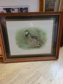 red legged partridge print