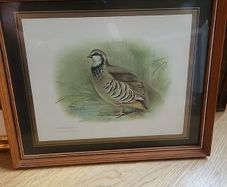 red legged partridge print