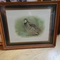 red legged partridge print