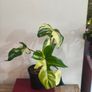 Philodendron Florida Beauty Variegated - Rare Houseplant Collection Image 4