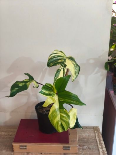 Philodendron Florida Beauty Variegated - Rare Houseplant Collection