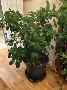 Mature ficus