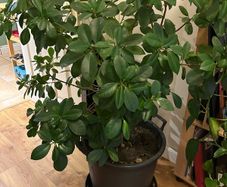 Mature ficus