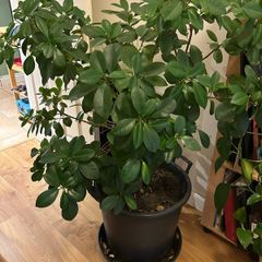 Mature ficus
