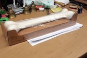Bone shaped door  /drawer handle