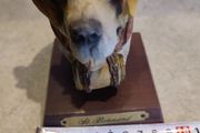 Lovely St. Bernard resin head figurine hand painted.