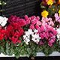 Blossoms On The Go Garden Centre Jobs in Ireland
