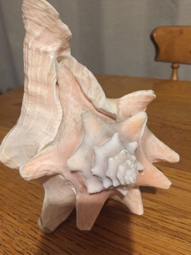 Conch Shell