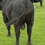 Angus bull Image 7