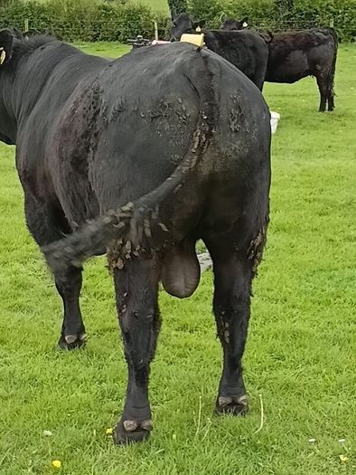 Angus bull