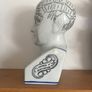 Phrenology Head  Bust Image 4