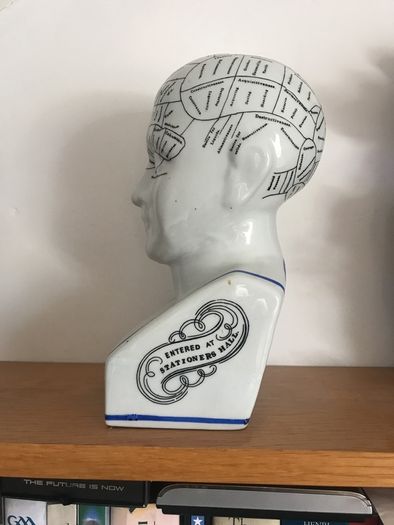Phrenology Head  Bust