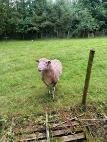 Dorset Ram