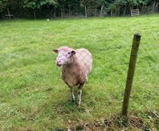 Dorset Ram