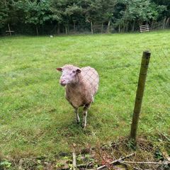 Dorset Ram