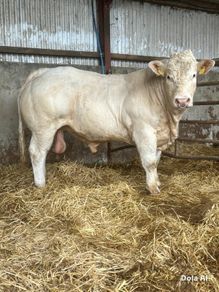 Livestock