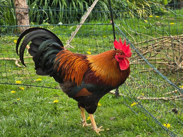 Welsummer rooster