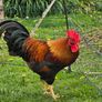 Welsummer rooster Image 5