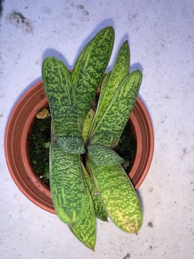Succulents