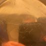 Copper Dish Signed. Image 3