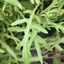Wild Rocket + Pok Choi seeds Image 2