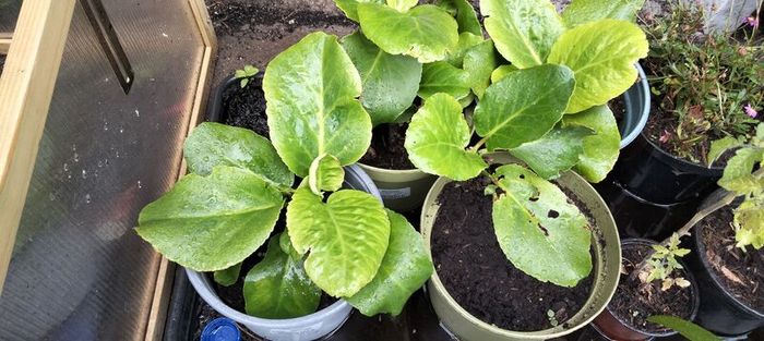bergenia