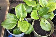 bergenia