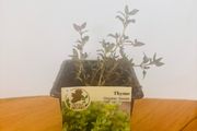 Herb Plants