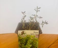 Herb Plants