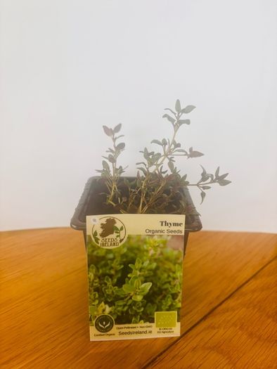 Herb Plants