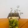 Herb Plants Image 3