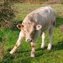 Calves Image 7