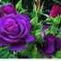 PurpleIvy91