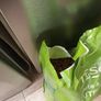 Dog Food Image 3