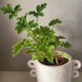 Geranium  lemon. Scented plant. Image 2
