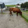 In Calf Heifers Oct 31st Ballinasloe Mart Image 10