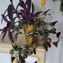 3 Tradescantias in one pot. Trailing house plants. Image 2