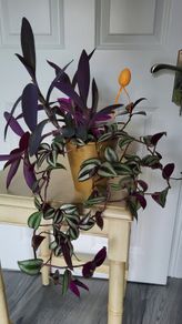 3 Tradescantias in one pot. Trailing house plants.